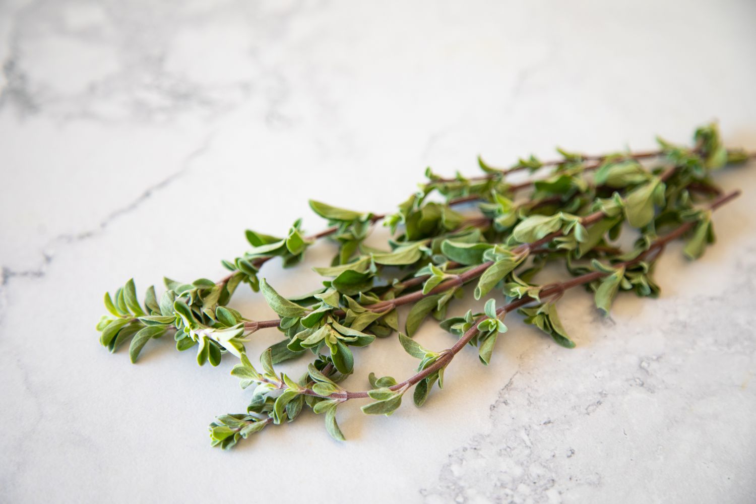 Sprigs of Fresh Marjoram