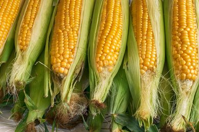 corn with husks on