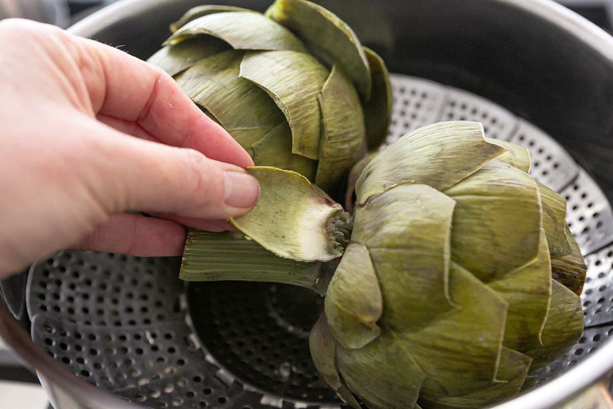 A hand pulling leaves off a steamed artichokes