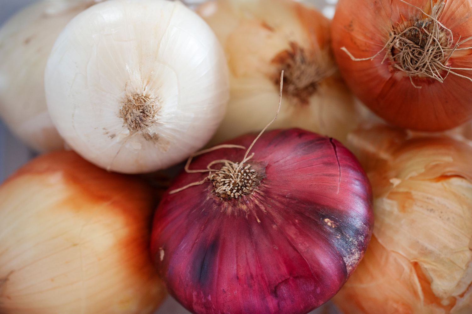 Close up grouping of multi colored onions