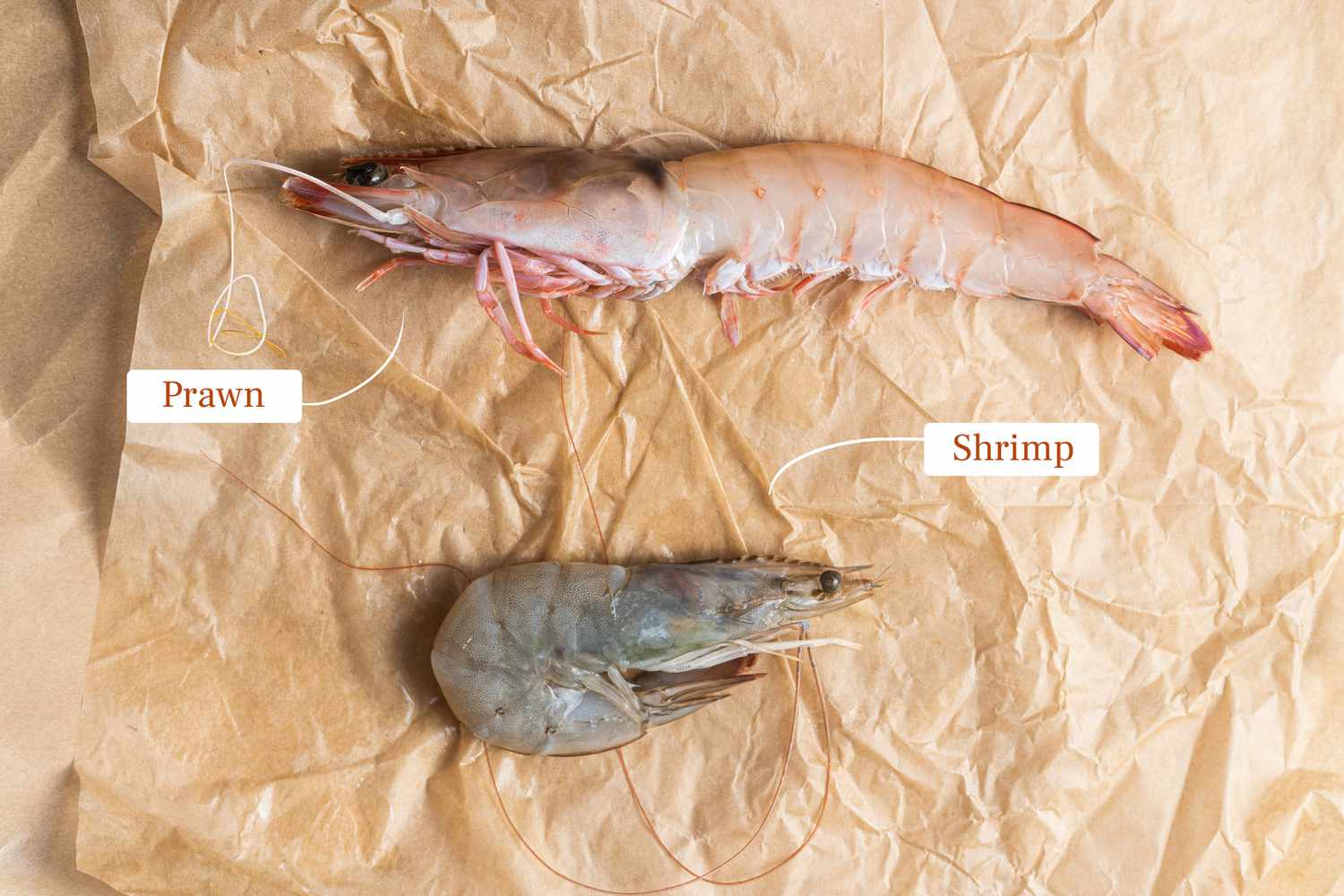 Prawns vs Shrimp on Textured Parchment Paper with Labels Identifying Which Is Which