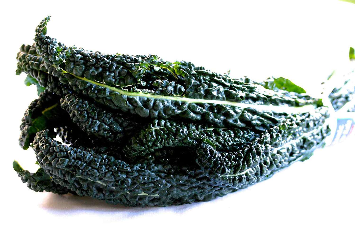 Dinosaur Kale
